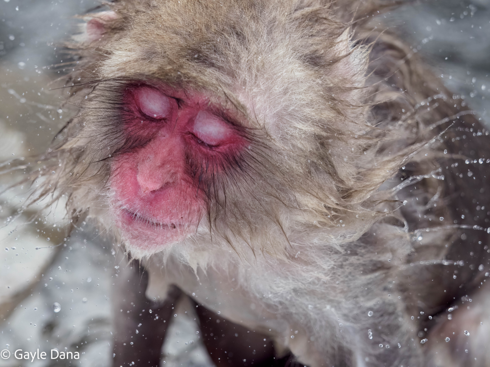 Monkey shaking water